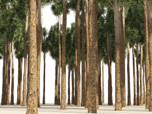 Rose gum forest tree 3D Model
