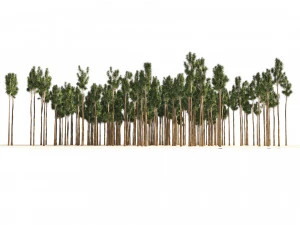 Rose gum forest tree 3D Model