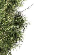Rose gum forest tree 3D Модель