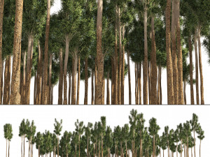 Rose gum forest tree 3D Модель