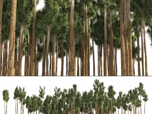 Rose gum forest tree 3D Model