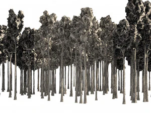 Rose gum forest tree 3D Model