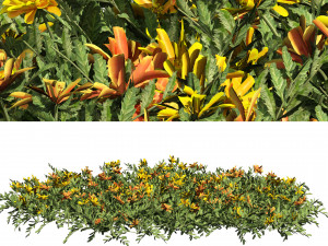 Yellow Orange Marigold Flowers Cluster 3D Model