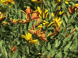 Yellow Orange Marigold Flowers Cluster 3D Model