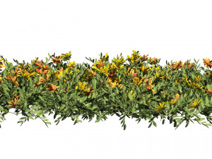 Yellow Orange Marigold Flowers Cluster 3D Model