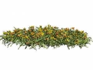 Yellow Orange Marigold Flowers Cluster 3D Model