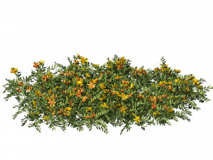 Yellow Orange Marigold Flowers Cluster 3D Model