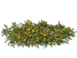 Yellow Orange Marigold Flowers Cluster 3D Model