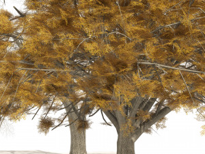 Fall and winter Water Elm Trees 3D 模型