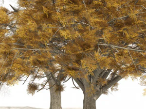 Fall and winter Water Elm Trees 3D Model