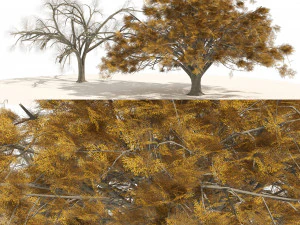 Fall and winter Water Elm Trees 3D Model