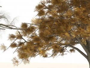 Fall and winter Water Elm Trees 3D Model