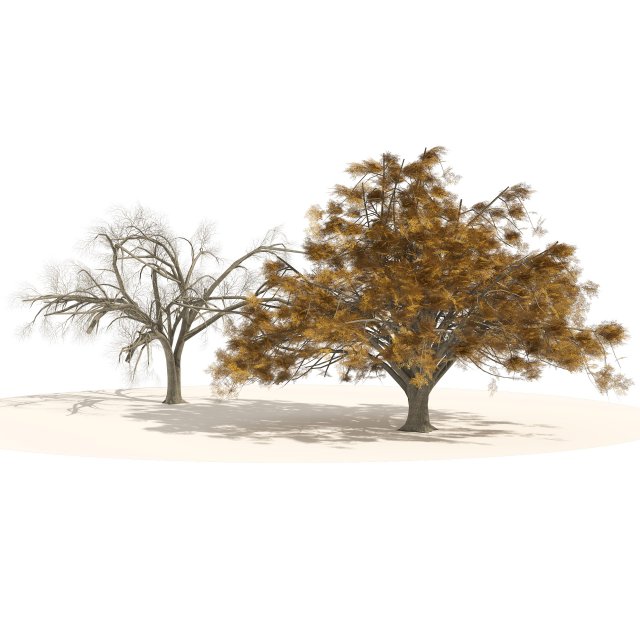 Fall and winter Water Elm Trees 3D 模型 .c4d .max .obj .3ds .fbx .stl .blend