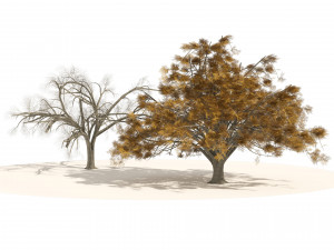 Fall and winter Water Elm Trees 3D Model