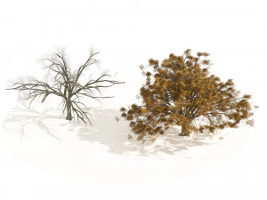 Fall and winter Water Elm Trees 3D Model
