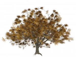 Fall and winter Water Elm Trees 3D Model