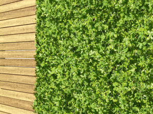 Green wall 3D Model