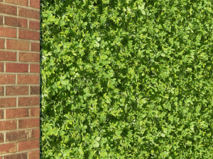 Green wall 3D Model