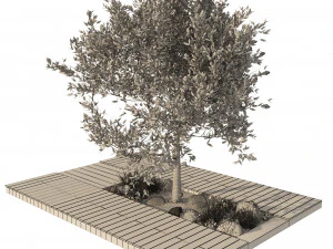 Olive tree with wood deck planter 3D Model