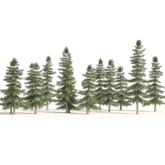 Alaskan Yellow Cedar Forest Modelo 3D .c4d .max .obj .3ds .fbx .stl .blend