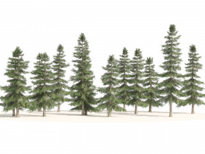 Alaskan Yellow Cedar Forest 3D Model