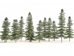 Bosque de cedros amarillos de Alaska Modelo 3D