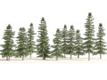 Alaskan Yellow Cedar Forest Modello 3D