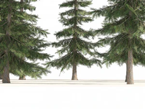 Floresta de Cedro Amarelo do Alasca Modelo 3D