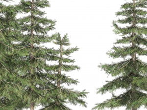 Alaskan Yellow Cedar Forest Modelo 3D