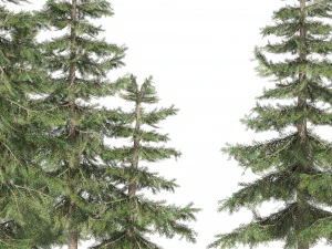 Floresta de Cedro Amarelo do Alasca Modelo 3D