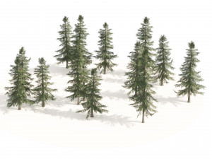Alaskan Yellow Cedar Forest Modelo 3D