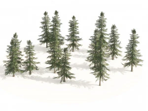 Floresta de Cedro Amarelo do Alasca Modelo 3D