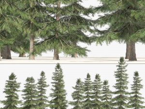 Alaskan Yellow Cedar Forest Modelo 3D