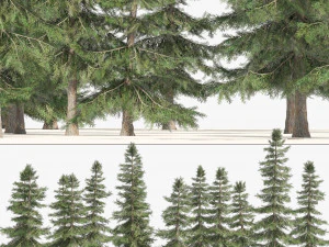 Floresta de Cedro Amarelo do Alasca Modelo 3D