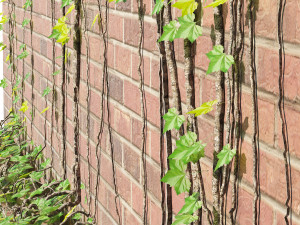 Brick walls with climber plant Modello 3D