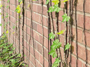 Brick walls with climber plant 3D Model