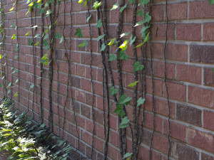 Brick walls with climber plant Modello 3D