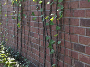 Brick walls with climber plant 3D Model