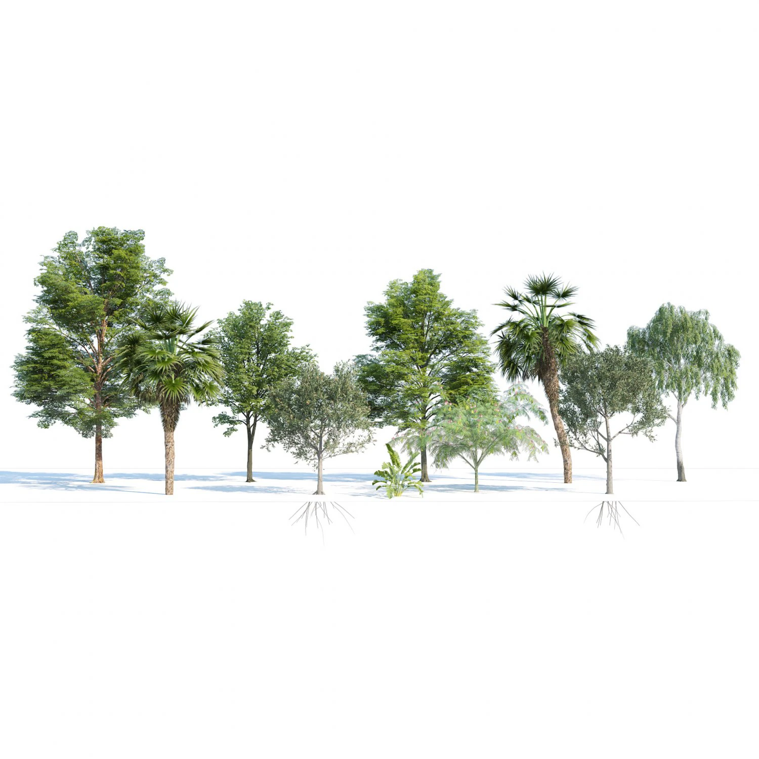 Park trees collection 3D Model .c4d .max .obj .3ds .fbx .stl .blend 