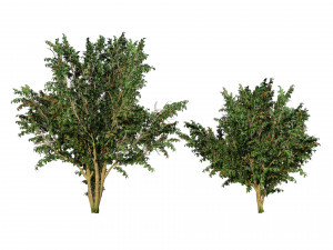 Hawthorn fruit tree 3D Model