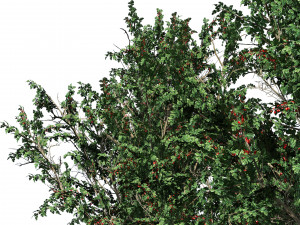 Hawthorn fruit tree 3D Model