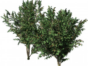 Hawthorn fruit tree 3D Model