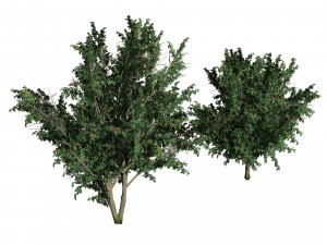 Hawthorn fruit tree 3D Model