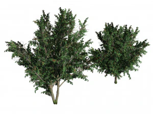 &Aacute;rvore frut&iacute;fera de espinheiro Modelo 3D