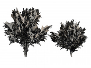 Hawthorn fruit tree 3D Model