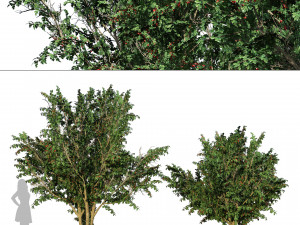 Hawthorn fruit tree 3D Model