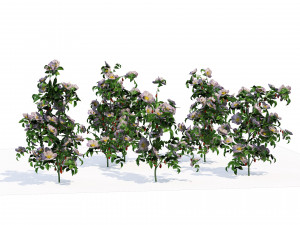 Rose Hip flower cluster 3D Model