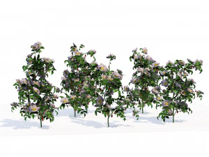 Rose Hip flower cluster 3D Model