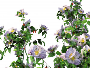 Rose Hip flower cluster 3D Model