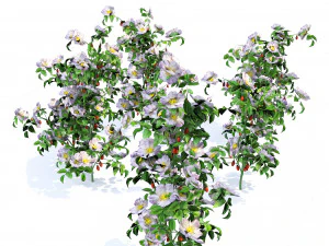 Rose Hip flower cluster 3D Model